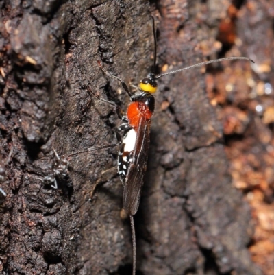 Braconidae (family) (Unidentified braconid wasp) at ANBG - 18 Feb 2020 by TimL