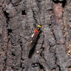 Braconidae (family) at Acton, ACT - 18 Feb 2020 11:52 AM