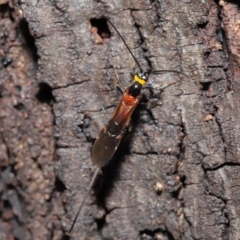 Braconidae (family) at Acton, ACT - 18 Feb 2020 11:52 AM