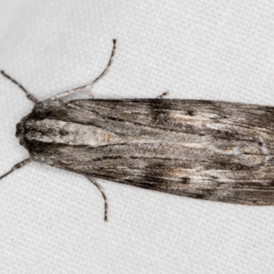 Capusa (genus) (Wedge moth) at Melba, ACT - 6 Dec 2018 by Bron