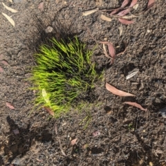 Unverified Plant at Wingello - 19 Feb 2020 by Margot