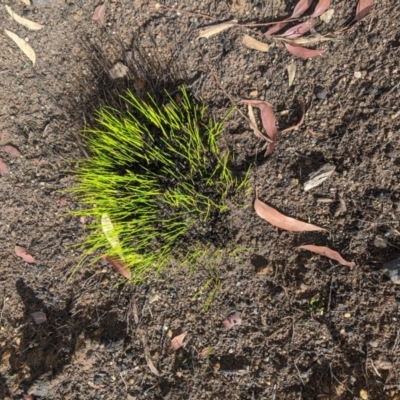 Unidentified Plant at Wingecarribee Local Government Area - 18 Feb 2020 by Margot