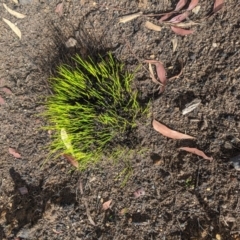 Unidentified Rush / Sedge (TBC) at Wingecarribee Local Government Area - 18 Feb 2020 by Margot