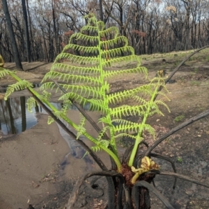 Cyathea australis subsp. australis at Wingello - 19 Feb 2020