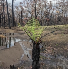 Cyathea australis subsp. australis at Wingello - suppressed