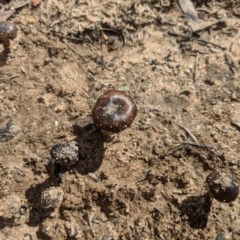 Unidentified Cup or disk - with no 'eggs' at Wingello - 18 Feb 2020 by Margot
