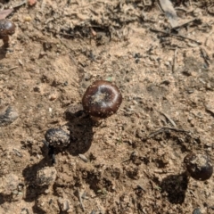 Unverified Fungus at Wingello - 19 Feb 2020 by Margot