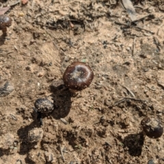 Unidentified Fungus at Wingello - 18 Feb 2020 by Margot