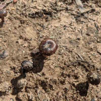 Unverified Fungus at Wingello - 19 Feb 2020 by Margot
