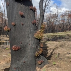 Eucalyptus sp. (A Gum Tree) at Wingello - 18 Feb 2020 by Margot