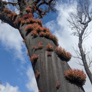 Eucalyptus sp. at Wingecarribee Local Government Area - 19 Feb 2020