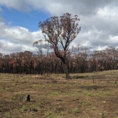 Eucalyptus sp. at Wingecarribee Local Government Area - 19 Feb 2020