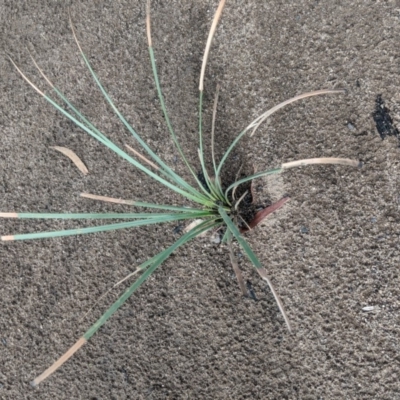 Xanthorrhoea sp. at Wingello - 19 Feb 2020 by Margot