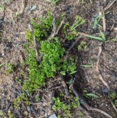 Unidentified Weevil (Curculionoidea) at Wingello - 18 Feb 2020 by Margot