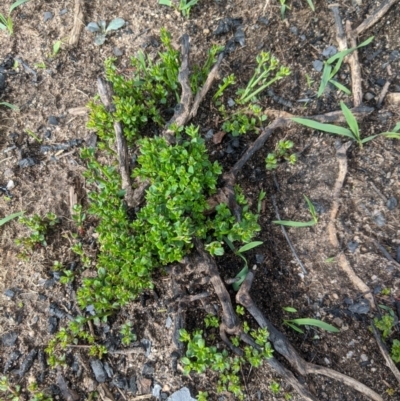 Unidentified Other Shrub at Wingello - 19 Feb 2020 by Margot