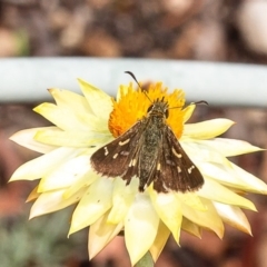 Dispar compacta (Barred Skipper) at ANBG - 19 Feb 2020 by Roger