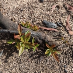 Unidentified Plant at Wingecarribee Local Government Area - 18 Feb 2020 by Margot