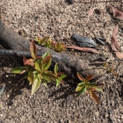 Unidentified Plant at Wingello - 19 Feb 2020 by Margot