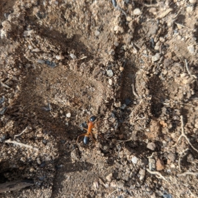 Camponotus consobrinus (Banded sugar ant) at Wingecarribee Local Government Area - 18 Feb 2020 by Margot