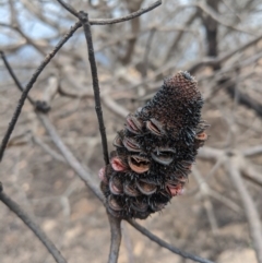 Banksia sp. at Wingello - 19 Feb 2020 by Margot