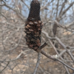 Banksia (genus) at Wingello - 19 Feb 2020 10:42 AM