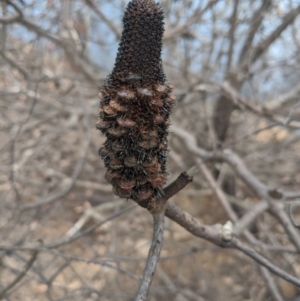 Banksia sp. at Wingello - 19 Feb 2020