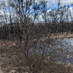 Banksia sp. at Wingello - 19 Feb 2020