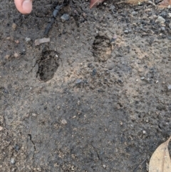 Oryctolagus cuniculus (TBC) at Wingecarribee Local Government Area - 18 Feb 2020 by Margot
