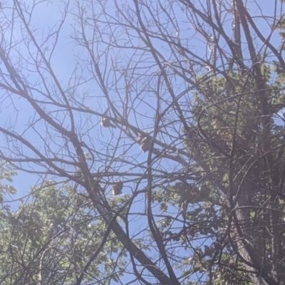Pteropus poliocephalus (Grey-headed Flying-fox) at Queanbeyan, NSW - 19 Feb 2020 by MPennay