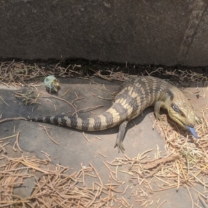 Tiliqua scincoides scincoides at Queanbeyan, NSW - 3 Jan 2020 01:38 PM