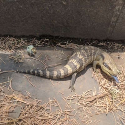 Tiliqua scincoides scincoides (Eastern Blue-tongue) at Queanbeyan, NSW - 3 Jan 2020 by MPennay