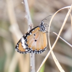 Danaus petilia (Lesser wanderer) at Bullen Range - 18 Feb 2020 by SWishart