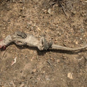 Varanus rosenbergi at Wamboin, NSW - suppressed