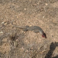 Varanus rosenbergi at Wamboin, NSW - suppressed