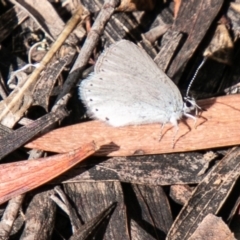 Candalides heathi (Rayed Blue) at Bullen Range - 18 Feb 2020 by SWishart