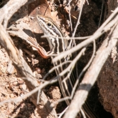 Ctenotus taeniolatus (Copper-tailed Skink) at Bullen Range - 19 Feb 2020 by SWishart