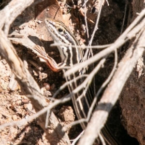 Ctenotus taeniolatus at Tuggeranong DC, ACT - 19 Feb 2020