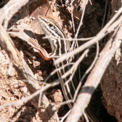 Ctenotus taeniolatus (Copper-tailed Skink) at Tuggeranong DC, ACT - 19 Feb 2020 by SWishart