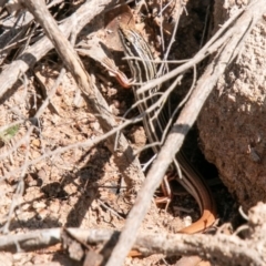 Ctenotus taeniolatus at Tuggeranong DC, ACT - 19 Feb 2020