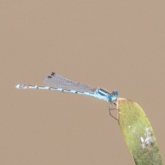 Austrolestes leda (Wandering Ringtail) at Tuggeranong DC, ACT - 19 Feb 2020 by SWishart