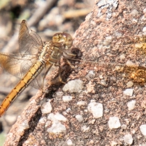 Diplacodes haematodes at Greenway, ACT - 19 Feb 2020