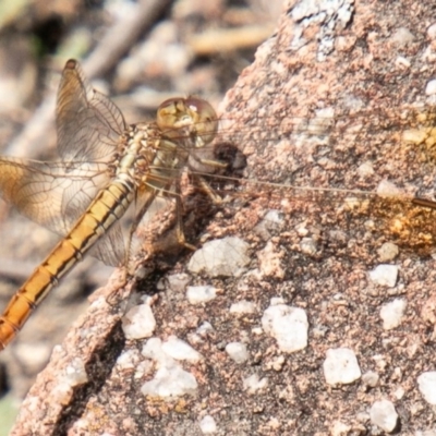 Diplacodes haematodes (Scarlet Percher) at Greenway, ACT - 19 Feb 2020 by SWishart