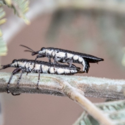 Rhinotia sp. (genus) (Unidentified Rhinotia weevil) at Greenway, ACT - 19 Feb 2020 by SWishart