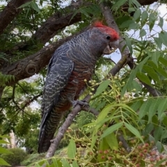 Callocephalon fimbriatum (Gang-gang Cockatoo) at Hughes, ACT - 14 Feb 2020 by LisaH