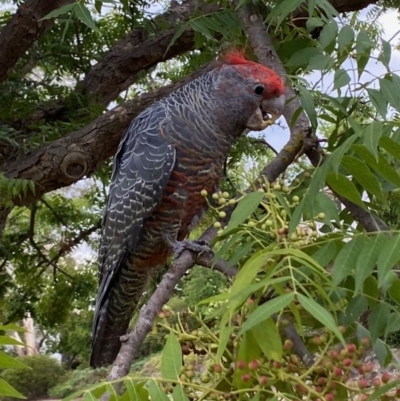 Callocephalon fimbriatum (Gang-gang Cockatoo) at Hughes, ACT - 14 Feb 2020 by LisaH