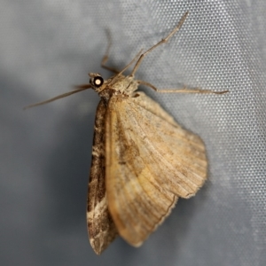 Chrysolarentia vicissata at Cotter River, ACT - 1 Apr 2019 08:32 PM