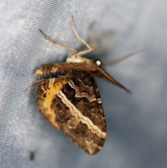 Chrysolarentia vicissata at Cotter River, ACT - 1 Apr 2019 08:32 PM