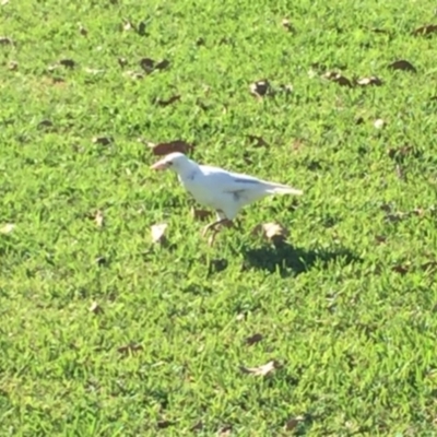 Gymnorhina tibicen (Australian Magpie) at Bendalong, NSW - 19 Feb 2020 by JulieL
