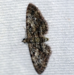 Chloroclystis (genus) (A geometer moth) at Namadgi National Park - 7 Feb 2019 by ibaird