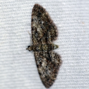 Chloroclystis (genus) at Cotter River, ACT - 7 Feb 2019